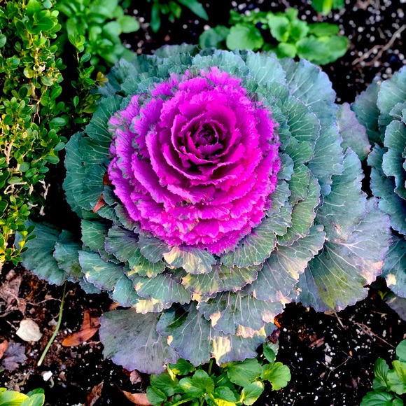 Meet your Posher, Al - Picture 1 of 1